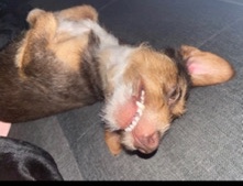 Chihuahua – 1 year old chihuahua/Schnauzer