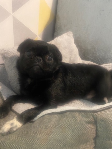 Pug – 8 Month Old Pug
