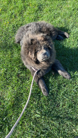 Chow Chow – 3yr old Sweet Female Chow Chow