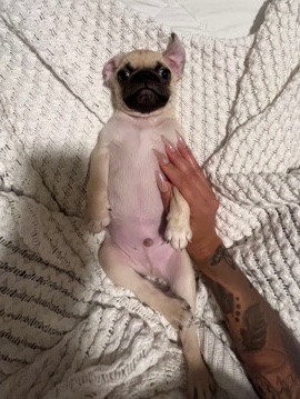 Pug – Full Breed Pug Puppy