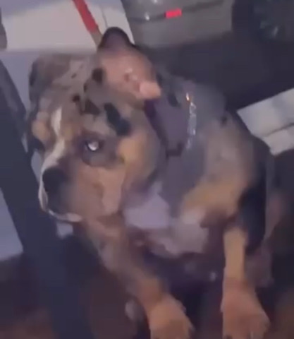 French Bulldog – American bully female