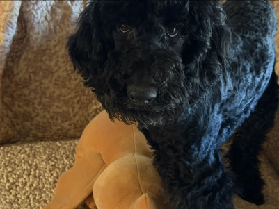 Poodle – Sir Boyd the Poodle puppy – Capitol Heights