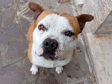 American Staffordshire Terrier in Rome