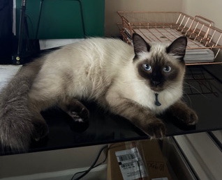 Javanese – Beautiful Full Breed Female Javanese