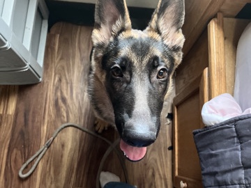German Shepherd – Free German Shepherd Puppy – Vancouver