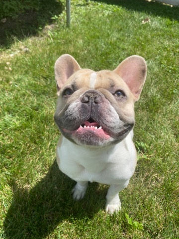 French Bulldog – French bulldog for sale