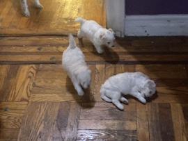 Bichon Frise – 3 bichon frise puppies for sale – New York