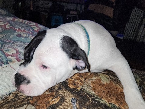 American Bulldog – American bully pups – Hamilton