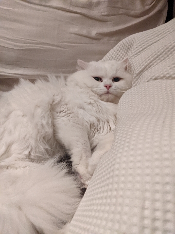 Persian (Traditional) – Beautiful White Persian boy