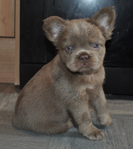 French Bulldog – fluffy french bulldogs