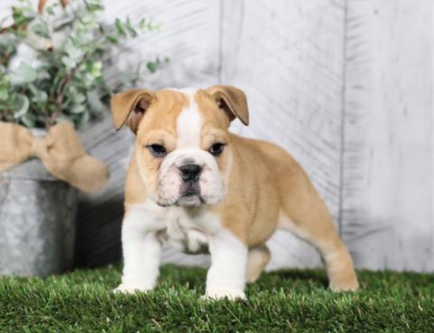 Olde English Bulldogge – Albert