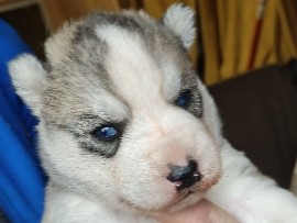 Siberian Husky – Husky LOF yeux bleus parents testés – Herbitzheim