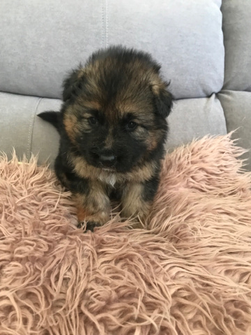 German Shepherd – READY now last 2 male German shepherd puppies