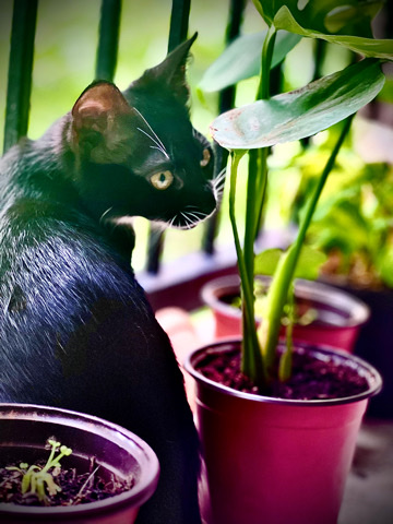 American Shorthair – kitten rehome