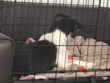 Border Collie – puppy for home (dog stuff included) – Glasgow