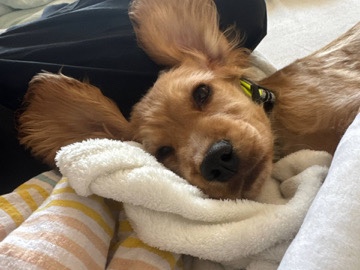 English Cocker Spaniel – Cocker Spaniel Welpe 4 Monate – Нойенбюрг