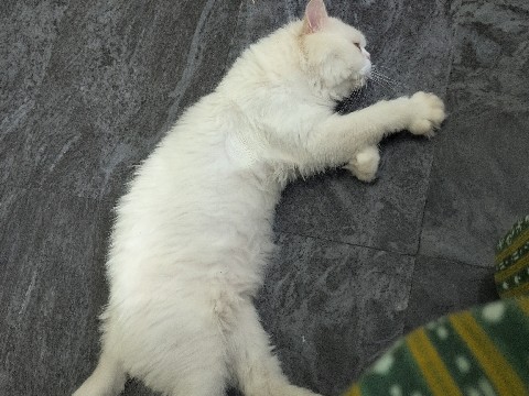 Persian (Modern) - 3 year old Persian Cat for Adoption  available for adoption in Chennai