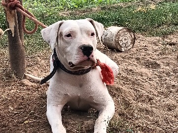 Dogo Argentino – dogo argentino female for sale