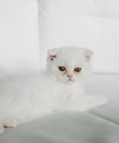 Scottish Fold – Scottish fold mix kittens
