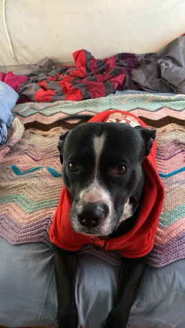 American Pit Bull Terrier – family dog