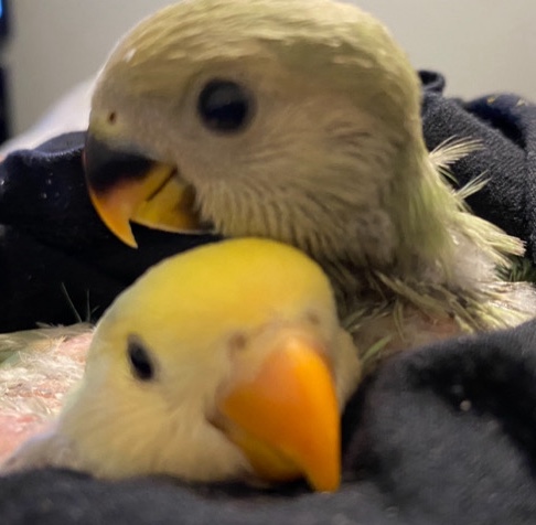 Set of Baby Love Birds