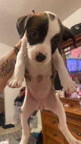 free puppy