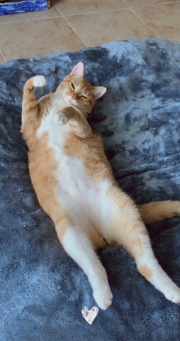Russian White, Black and Tabby – Rehoming Orange Tabby