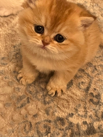 British Semi-longhair – long and shorthair British kitten