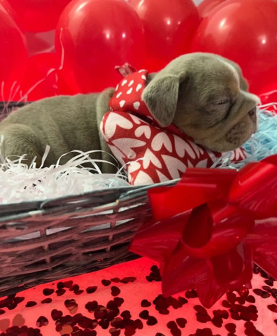 Bulldog – ❌outstanding english bulldog pups ❌dwkc registered