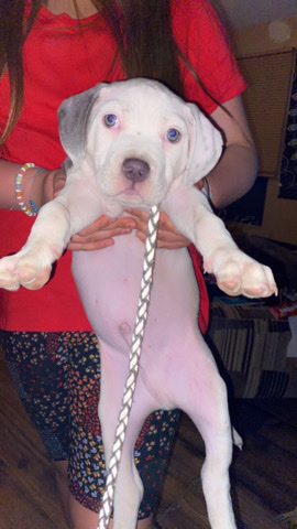 American Pit Bull Terrier – dog