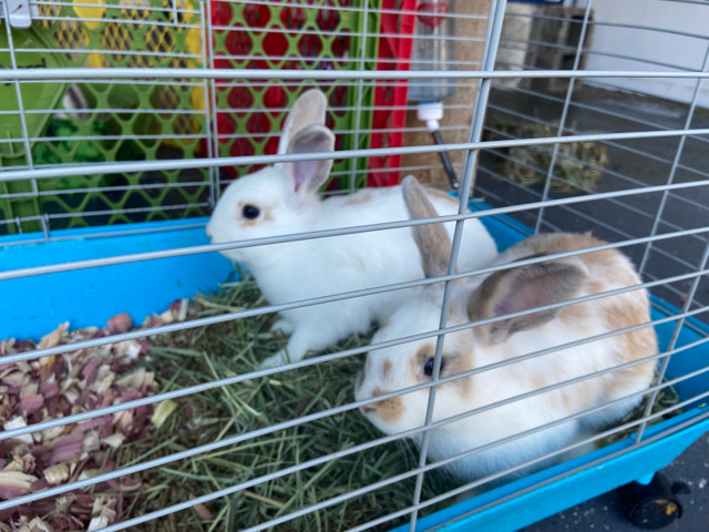 Rex – 5 Rabbits 3Girls/2Boys