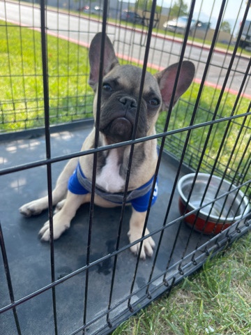 French Bulldog – frenchie!