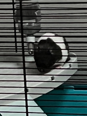 Any – Syrian hamster and cage