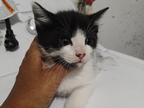 American Shorthair – 7 weeks year old male kitten – Fort Pierce