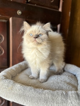 Ragdoll – Ragdoll Male Kitten