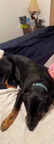 Labrador Retriever – carmela