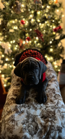 Cane Corso – violeta Cane corso