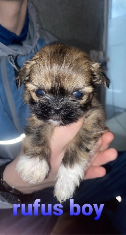 Shih Tzu – adorable  shih tzu puppies