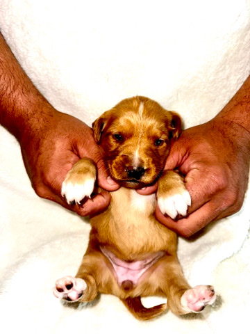 Brittany – Brittany and Golden Doodle Puppies for sale
