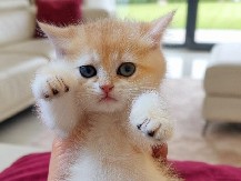 British Shorthair – Stunning British Shorthair Princess – Dubai