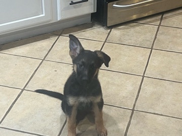 German Shepherd – German Sheperd puppies – East Stroudsburg