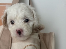 Maltipoo – MONA – Belton