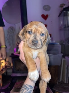 Dachshund – double dapple dachshund s and hounds