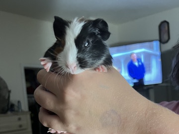 Baby guinea pigs 