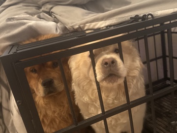 Chow Chow – chow chows – Glendale