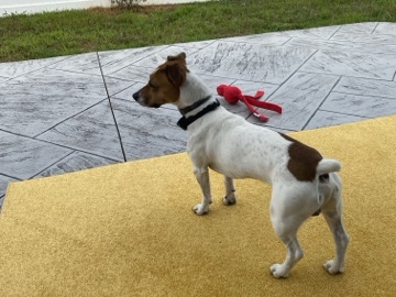  Jack Russell  New Home