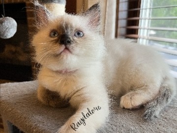 TICA Ragdoll Seal Tortie Princess 