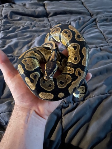 ball python