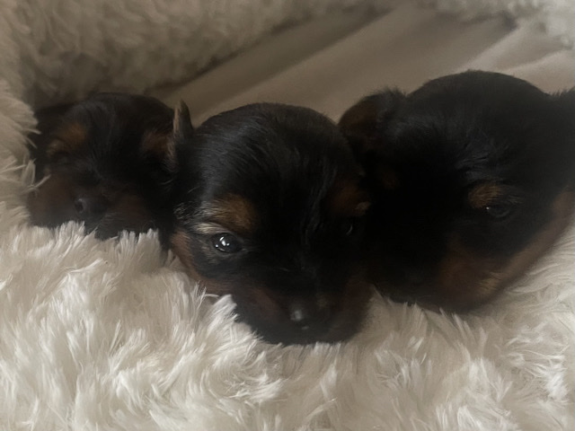 Yorkshire Terrier – Yorkie – El Paso