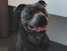 Staffordshire Bull Terrier – Für Balu suchen wir ein liebevolles Zuhause ❤️ – Himmelreich